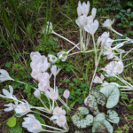 Colchicum autumnale Autumn crocus