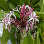 Crinum asiaticum Mangrove lily