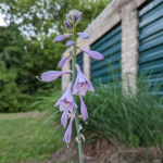 Hosta sieboldiana Engl. blue angel hosta