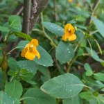 Impatiens pallida Nutt. Jewelweed