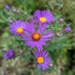 Symphyotrichum novae-angliae (L.) G.L.Nesom New England Aster