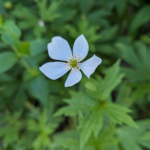 Anemonastrum canadense (L.) Mosyakin Canada Anemone