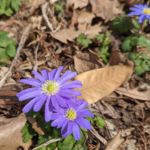 Anemonoides blanda (Schott & Kotschy) Holub Greek Anemone