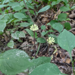 Aralia hispida Vent. Dwarf-elder