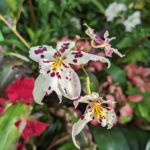 Brassia caudata (L.) Lindl Cricket Orchid