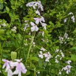 Cardamine angulata Hook. Seaside Bittercress