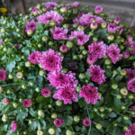 Chrysanthemum × morifolium (Ramat.) Hemsl. Hardy Garden Mum