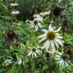 Echinacea pallida (Nutt.) Nutt. Pale echinacea