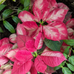 Euphorbia pulcherrima Willd. ex Klotzsch Poinsettia Rose and white