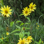 Helianthus giganteus L. Giant sunflower