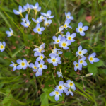 Houstonia serpyllifolia Michx. Thyme-Leaf Bluet