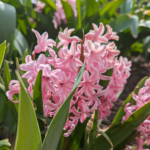 Hyacinthus orientalis L. Hyacinth Pink
