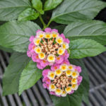 Lantana camara L. Lantana