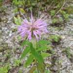 Monarda fistulosa L. Wild bergamot