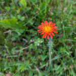 Pilosella aurantiaca Orange Hawkweed