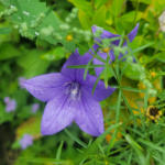 Platycodon grandiflorus Jacq ADC Balloon flower