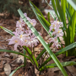 Scilla forbesii (Baker) Speta Glory-of-the-snow