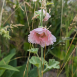 Alcea setosa (Boiss.) Alef. Hollyhock