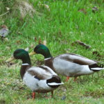 Anas platyrhynchos Mallard duck