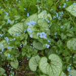 Brunnera macrophylla Great Forget-me-not