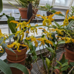 Dendrobium discolor Golden Antler Orchid
