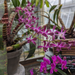 Dendrobium victoriae-reginae Queen Victoria's Dendrobium