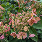 Hydrangea serrata (Thunb.) Ser. Oriental Lace