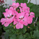 Pelargonium zonale Horseshoe geranium