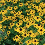 Rudbeckia fulgida Aiton Black-eyed Susan