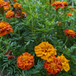 Tagetes erecta L. Marigold