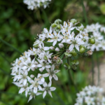 Allium tuberosum Garlic chives