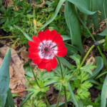 Anemone coronaria Windflower