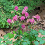 Aquilegia vulgaris Columbine