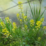 Barbarea orthoceras Ledeb American Yellow-Rocket