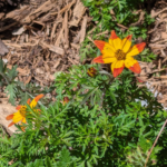Bidens triplinervia Biden