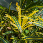 Codiaeum variegatum Variegated Croton