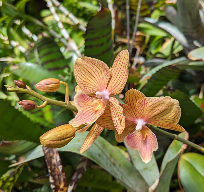 Cymbidium devonianum Orchid