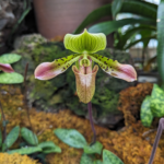 Paphiopedilum acmodontum Pointed Tooth Paphiopedilum