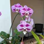 Moth Orchid Phalaenopsis singuliflora Pink w purple speckle