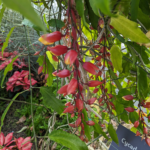 Thunbergia mysorensis Mysore trumpet vine