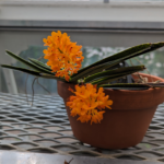 Vanda miniata Orchid