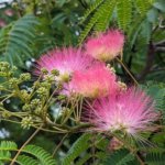 Albizia julibrissin Mimosa