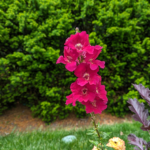 Antirrhinum majus Snapdragon