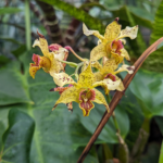Dendrobium alexandrae