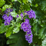 Duranta erecta Golden dewdrops