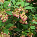 Enkianthus campanulatus Red vein enkianthus