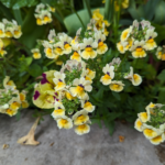 Nemesia strumosa Cape-jewels