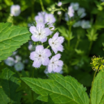 Phacelia purshii Miami Mist