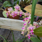 Phalaenopsis singuliflora Moth Orchid Pink vein yellow edge