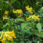 Pseudo-fumaria lutea Yellow Corydalis